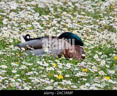 Drake Anas platyrhynchos Stockente in einem Feld von Gänseblümchen in Wiltshire UK schlafen Stockfoto