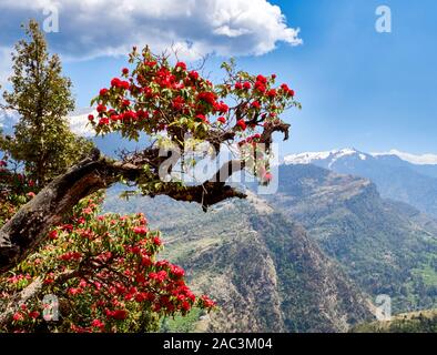 Spektakuläre rote Blumen Baum Rhododendron arboreum (R.) über dem Saryu Tal in Uttarakhand Himalaya Indien - der Staat Blume des Uttarakhand Stockfoto