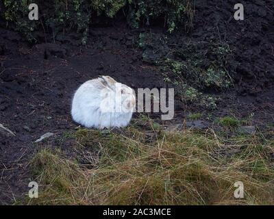 Schneehase Lepus timidus in auffälligen weißen Winter Fell ohne Schneedecke gebückt in einem Torf grough im Dunklen Derbyshire Peak UK Stockfoto