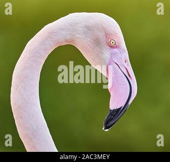 Mehr Flamingo Phoenicopterus roseus in Slimbridge Wildfowl and Wetlands Centre Gloucestershire, Großbritannien Stockfoto