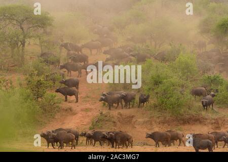 Afrikanische Büffel in der Wildnis Stockfoto