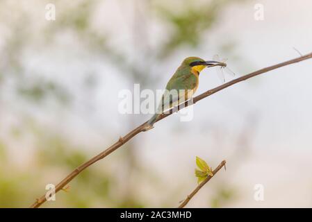 Bee-eater Nahaufnahme portrait Küken Stockfoto
