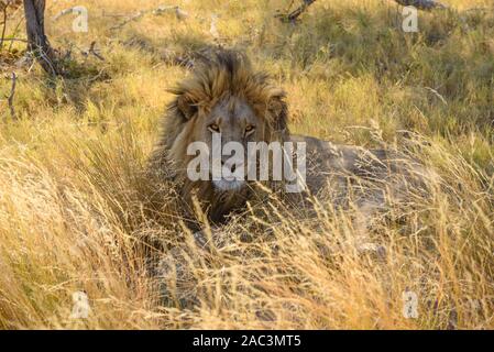 Männlicher Löwe, Panthera leo, in Langgras, Macatoo, Okavango Delta, Botswana Stockfoto