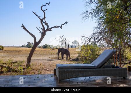 Afrikanischer Elefant, Loxodonta africana, im Lager Macatoo, Okavango-Delta, Botswana Stockfoto