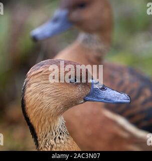 Paar fulvous Pfeifen Ente oder Fulvous Baum ente Dendrocygna bicolor eine tropische Arten, die hier gesehen in Slimbridge in Gloucestershire, Großbritannien Stockfoto