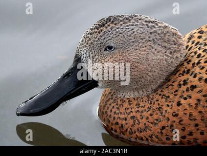 Kopf und Bill von Red Shoveler Anas platalea Ente auf einem See am Slimbridge Wildfowl finden in Gloucestershire, Großbritannien Stockfoto