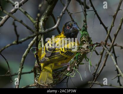 Village weaver Vogel, Ploceus cucullatus, Nest Stockfoto