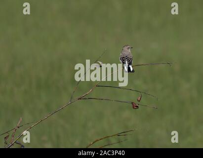 Eastern black-eared Steinschmätzer, Oenanthe Lalage, Morecambe Bay, Großbritannien Stockfoto