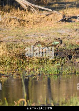 Hadada Ibis oder Hadada, Bostrychia hagedash, Khwai Private Reserve, Okavango Delta, Botswana Stockfoto