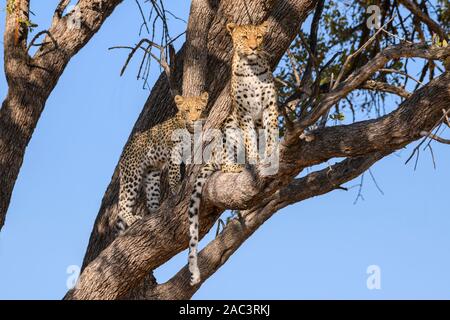 Leopard, Panthera pardus, Mutter und Jungtier in einem Baum, Khwai Private Reserve, Okavango Delta, Botswana Stockfoto