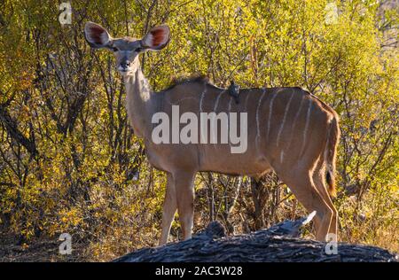 Weibliche Großküdu, Tragelaphus strepsiceros, Macatoo, Okavango-Delta, Botswana Stockfoto