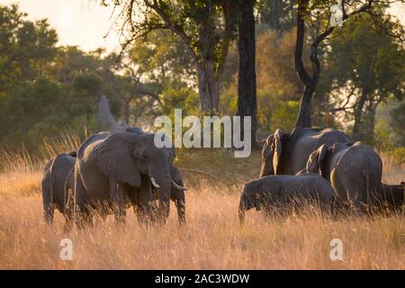Afrikanischer Elefant, Loxodonta africana, Macatoo, Okavango-Delta, Botswana Stockfoto