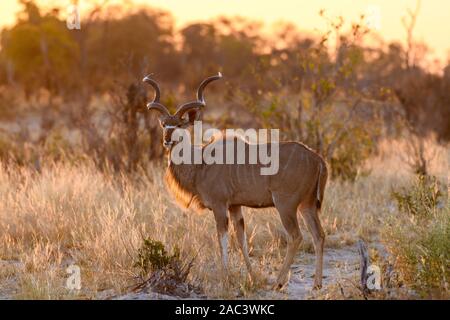 Männlich Groß Kudu, Tragelaphus strepsiceros, Macatoo, Okavango-Delta, Botswana Stockfoto