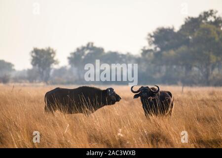Afrikanischer Büffel oder Cape Buffalo, Syncerus Caffer, Macatoo, Okavango-Delta, Botswana Stockfoto
