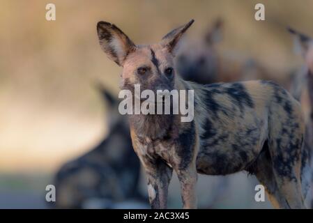 Afrikanischer Wildhund, lackiert Wolf cape Hunting Dog Stockfoto