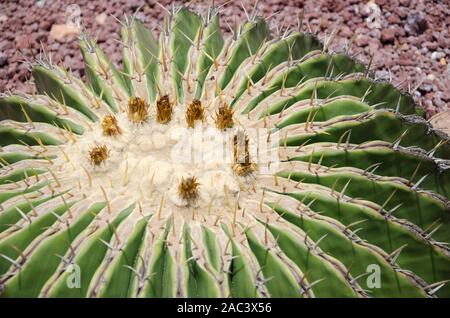 Detail der Anfang einer Golden barrel Kaktus, Mexiko in Hidalgo, Mexiko Stockfoto