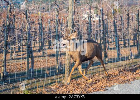 Hirsch Hirsch läuft außerhalb des eingezäunten Obstgarten Stockfoto