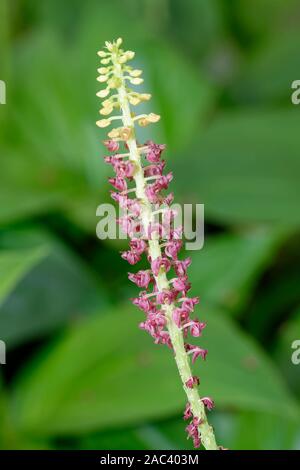 Augenbraue Malaxis Orchidee - Dienia ophrydis aus Südostasien Stockfoto