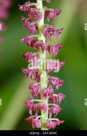 Augenbraue Malaxis Orchidee - Dienia ophrydis aus Südostasien Stockfoto