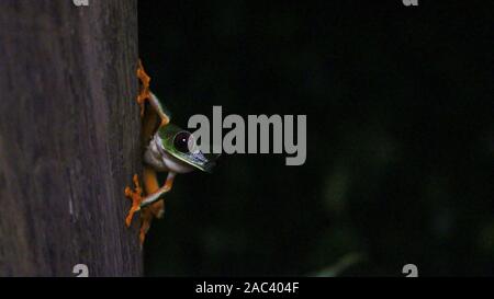 Red-eyed Tree Frog bei Nacht Stockfoto