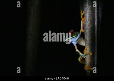 Red-eyed Tree Frog bei Nacht Stockfoto