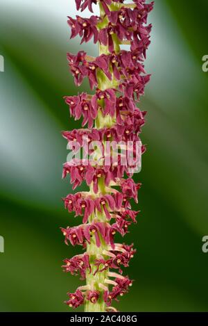 Augenbraue Malaxis Orchidee - Dienia ophrydis aus Südostasien Stockfoto