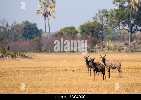 Gemeine Tsesabe oder Sassaby, Damaliscus lunatus, Macatoo, Okavango-Delta, Botswana Stockfoto