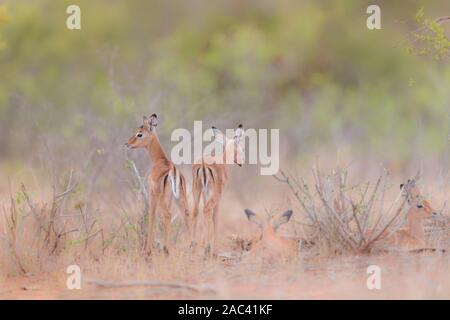 Baby impala Kalb und Mom Stockfoto