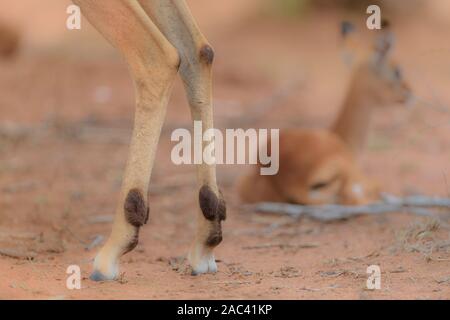 Baby impala Kalb und Mom Stockfoto