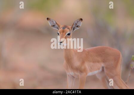 Baby impala Kalb und Mom Stockfoto