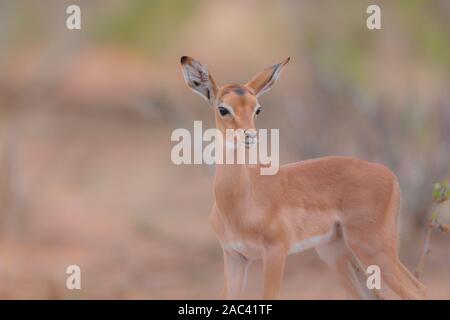 Baby impala Kalb und Mom Stockfoto