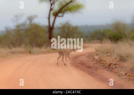 Baby impala Kalb und Mom Stockfoto