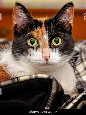 Kürbis, ein vier Jahre altes Calico Cat, legt auf eine karierte Decke, November 22, 2019, Coden, Alabama. Etwa 99. 9 Prozent der Calico-katzen sind weiblich. Stockfoto