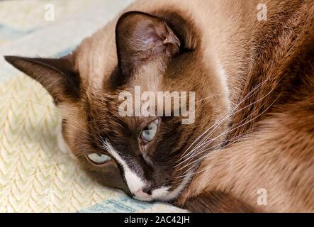 Twinkie ist eine fuenf Jahre alte siamesische Katze, legt auf einem Bett, November 22, 2019, Coden, Alabama. Stockfoto