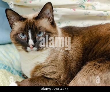 Twinkie ist eine fuenf Jahre alte siamesische Katze, legt auf einem Bett, November 22, 2019, Coden, Alabama. Stockfoto