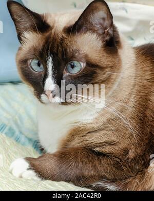 Twinkie ist eine fuenf Jahre alte siamesische Katze, legt auf einem Bett, November 22, 2019, Coden, Alabama. Stockfoto