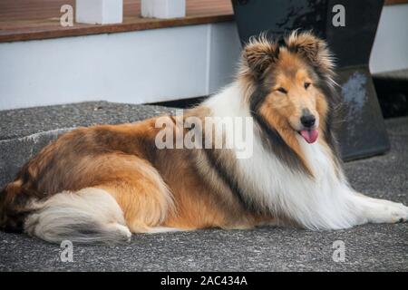 Einzeln junge Stammbaum raue Schwarz und Sable Collie sitzend auf der aggregierten Beton Stockfoto