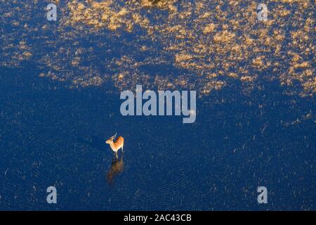 Aeiral-Blick auf die Rote Lechswe, Kobus leche, im Wasser stehend, Auch als Südliche Lechswe bekannt. Macatoo, Okavango-Delta, Botswana Stockfoto