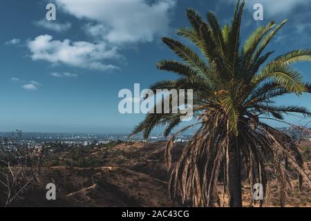 Super Landschaft von Hollywood mit Palme auf der Vorder- und LA City auf Hintergrund Stockfoto