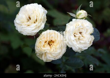 Zitrone Rokoko schön cremig Rosen. Blumen in einem Garten in natürlichen Bedingungen mitten im Grünen, unter freiem Himmel. Stockfoto