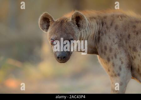Hyäne Portrait in der Wildnis, Hyäne cub, beste Hyäne Stockfoto