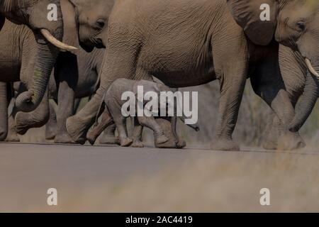 Elefantenherde sammeln Elefanten Afrikanischer Elefant Stockfoto