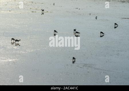 Aeiral-Blick auf die Rote Lechswe, Kobus leche, im Wasser stehend, Auch als Südliche Lechswe bekannt. Macatoo, Okavango-Delta, Botswana Stockfoto