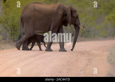 Elefant Porträt Afrikanischer Elefant Stockfoto