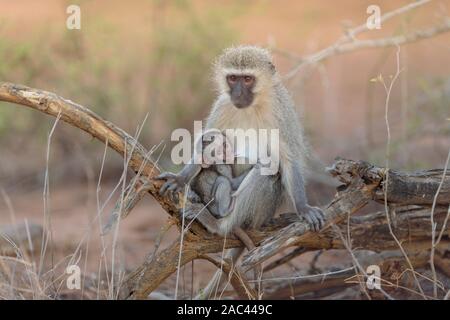 Meerkatze Baby mit Mama Afrika Affe Stockfoto