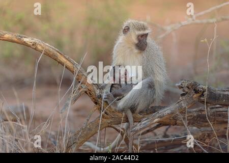 Meerkatze Baby mit Mama Afrika Affe Stockfoto