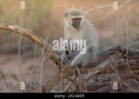 Meerkatze Baby mit Mama Afrika Affe Stockfoto