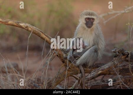 Meerkatze Baby mit Mama Afrika Affe Stockfoto