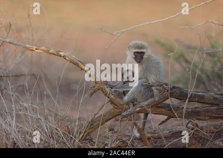 Meerkatze Baby mit Mama Afrika Affe Stockfoto