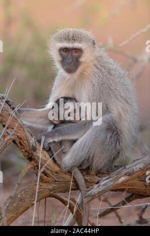 Meerkatze Baby mit Mama Afrika Affe Stockfoto